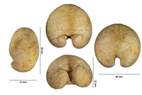 Ceratomya concentrica